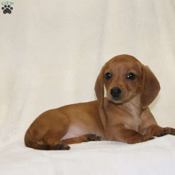 Roxie, Dachshund Puppy
